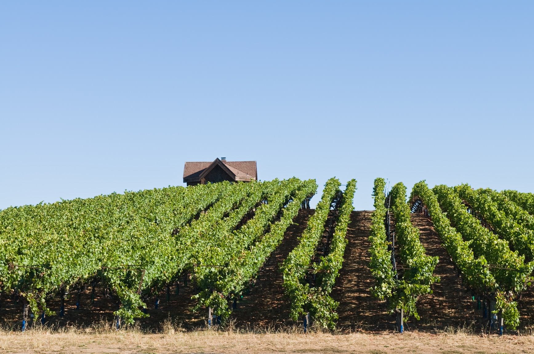 Rows of grapevines on rolling hills, Sebastopol, California