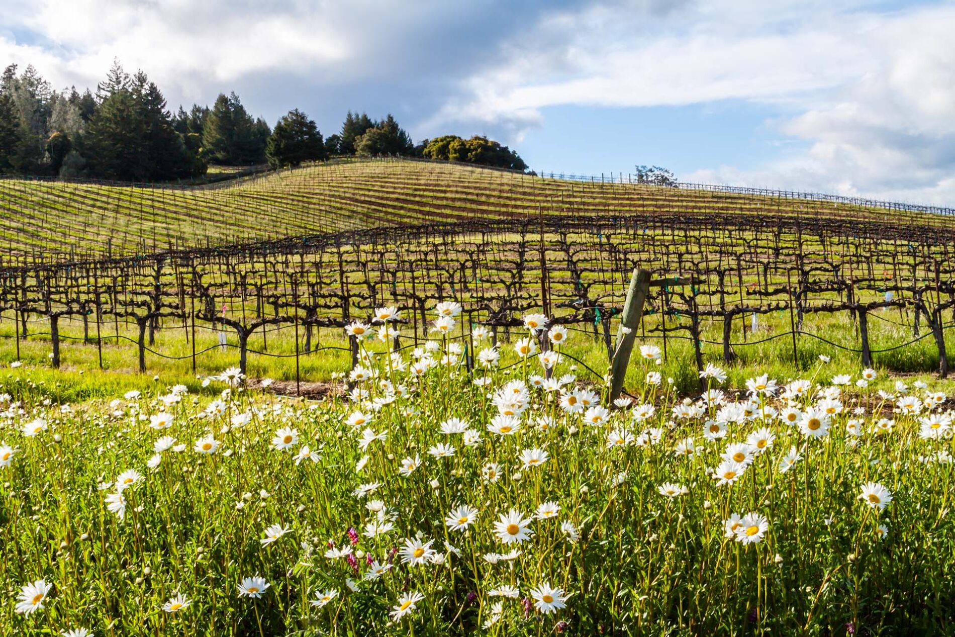Healdsburg CA