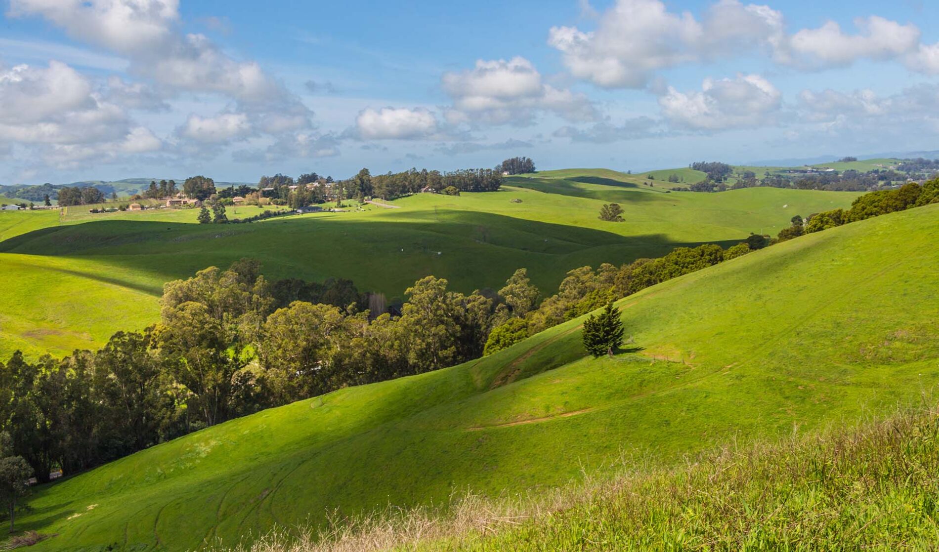 Petaluma CA