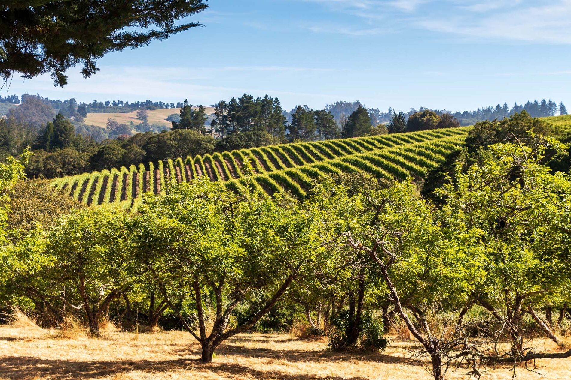 Sebastopol CA